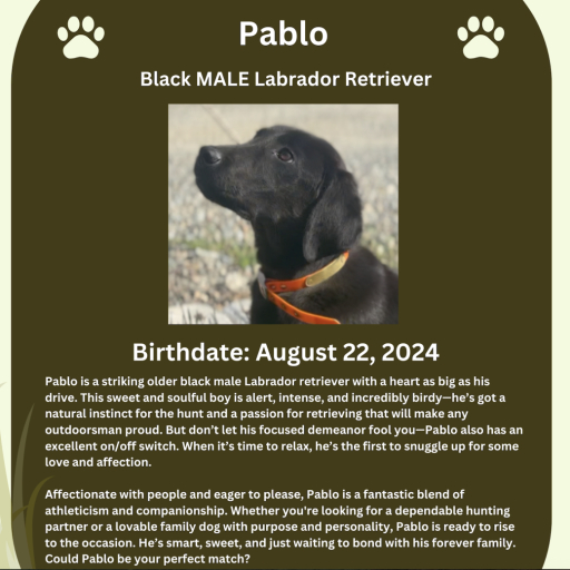Pablo 2